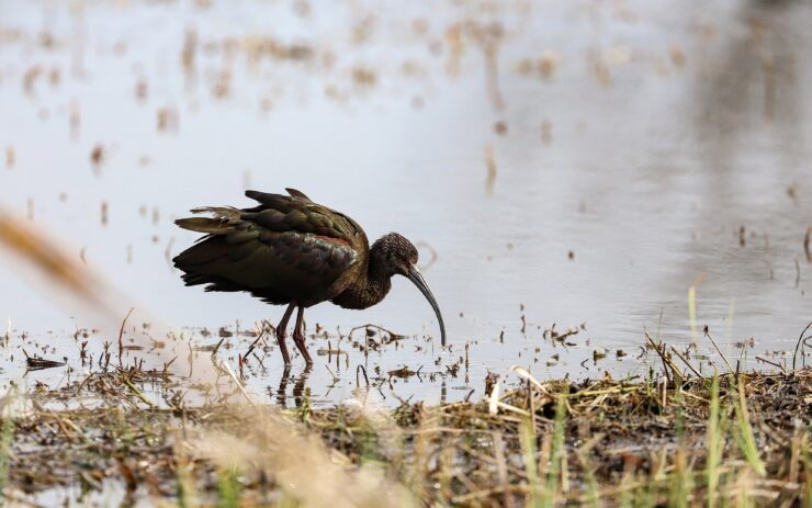 Cameron Prairie National Wildlife Refuge