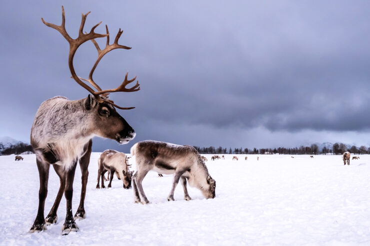 Caribou