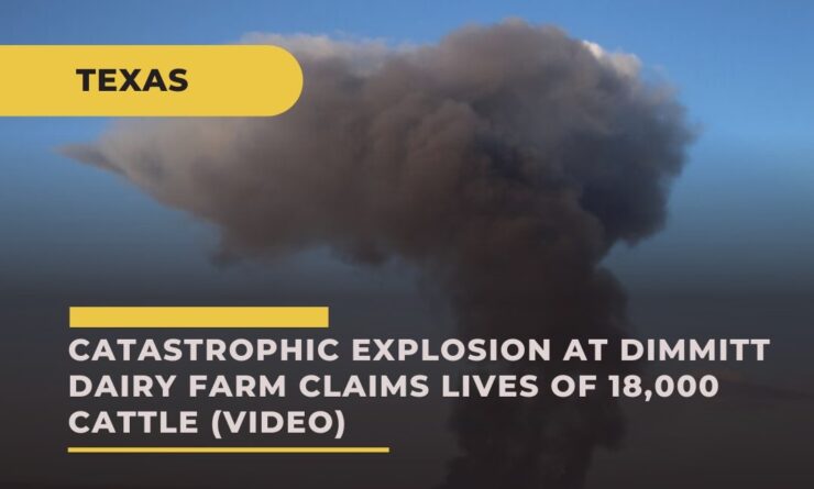 Catastrophic Explosion at Dimmitt Dairy Farm Claims Lives of 18,000 Cattle in Texas