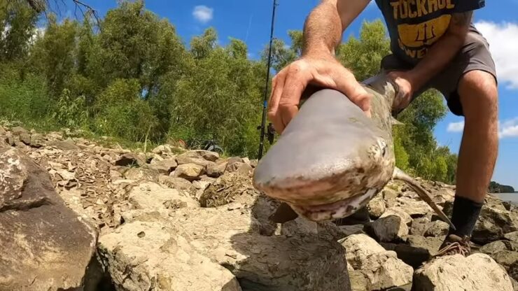 Catching A Bull Shark