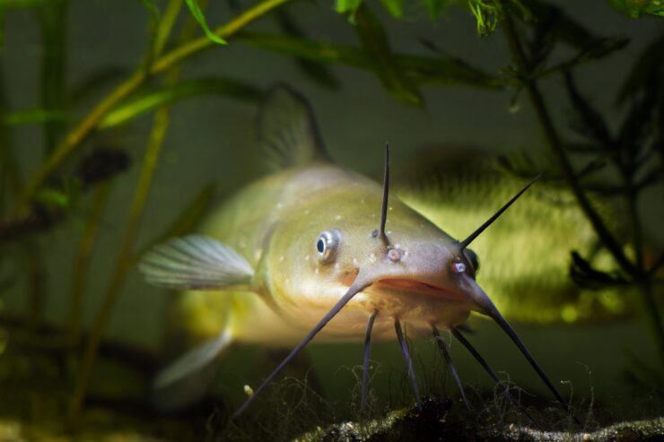 Channel Catfish (Ictalurus punctatus)