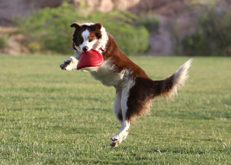 Charlie Frias Park dog