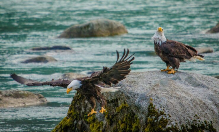 Chilkat Bald Eagle Preserve