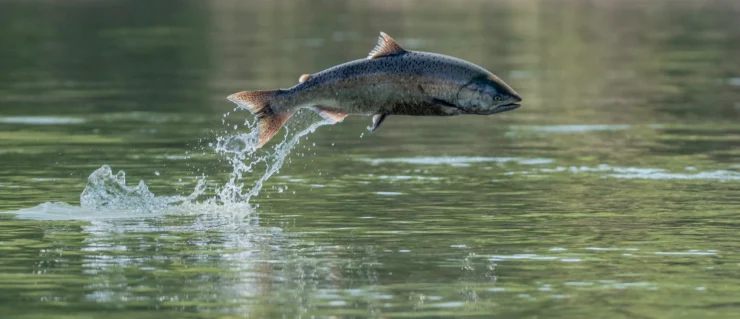 Chinook Salmon