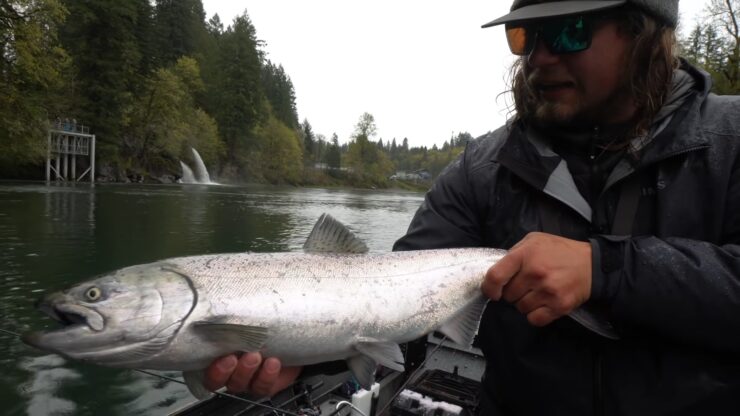 Chinook Salmon