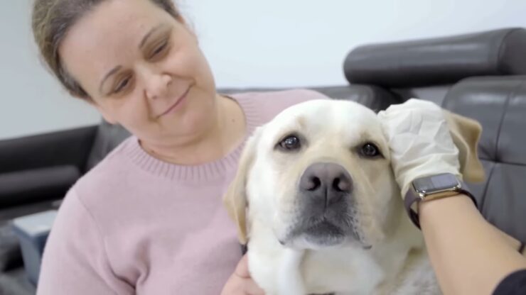 Cleaning Dog Ear