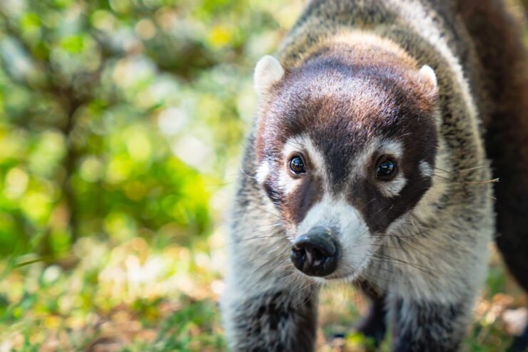 White-nosed Coati (Nasua narica), close up
