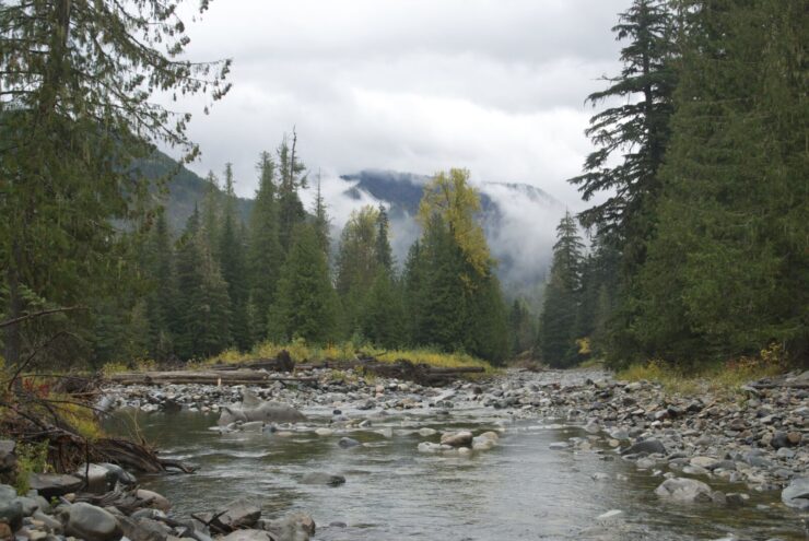 Coeur d'Alene National Forest and Panhandle National Forest