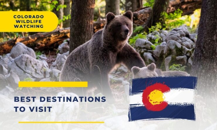 Colorado Wildlife Watching