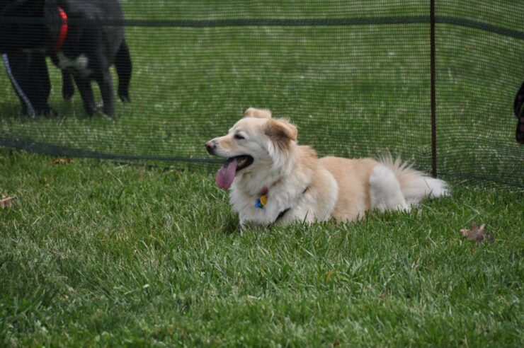 Columbia Park Off-Leash Park