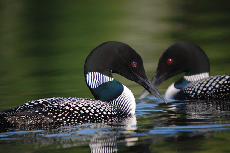 Common Loon