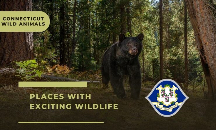 Connecticut Wild Animals