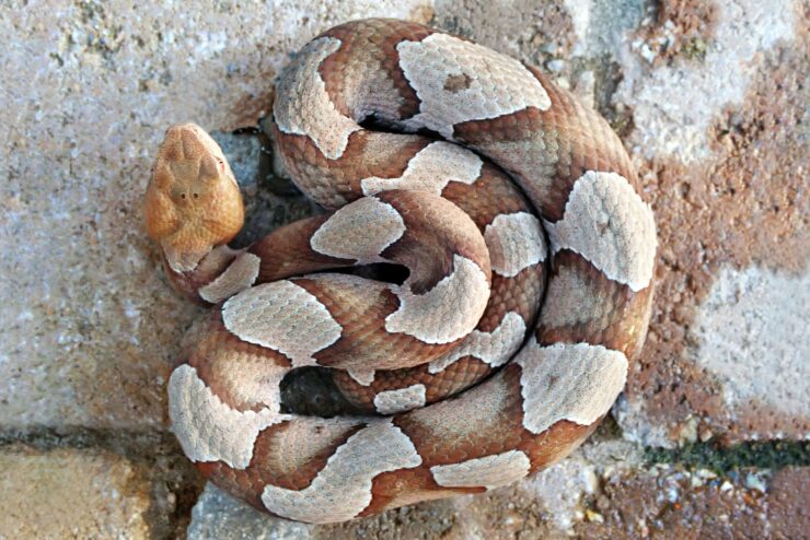 Copperhead Snake