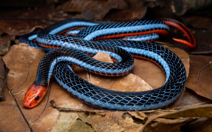 Coral Snake