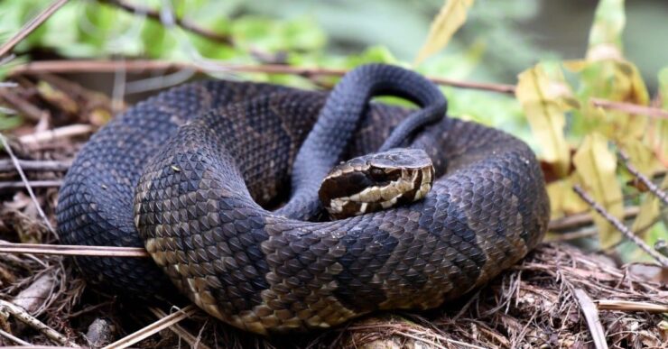 Cottonmouth or Water Moccasin