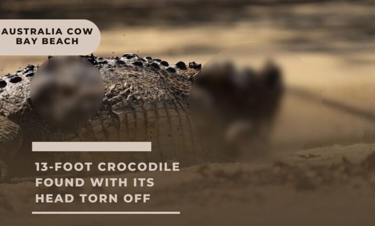 Cow Bay Beach - 13-foot crocodile with its head torn off
