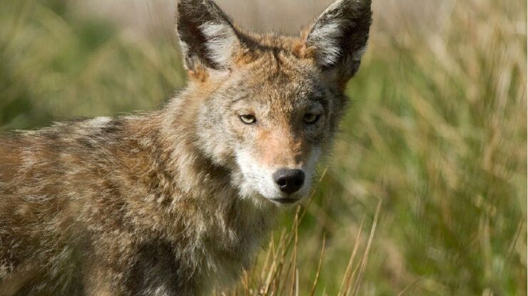 Coyote