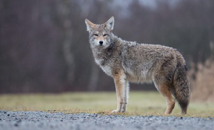 Coyote