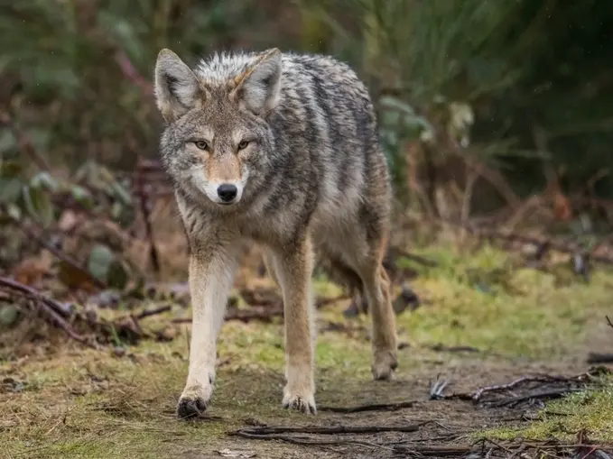Coyote