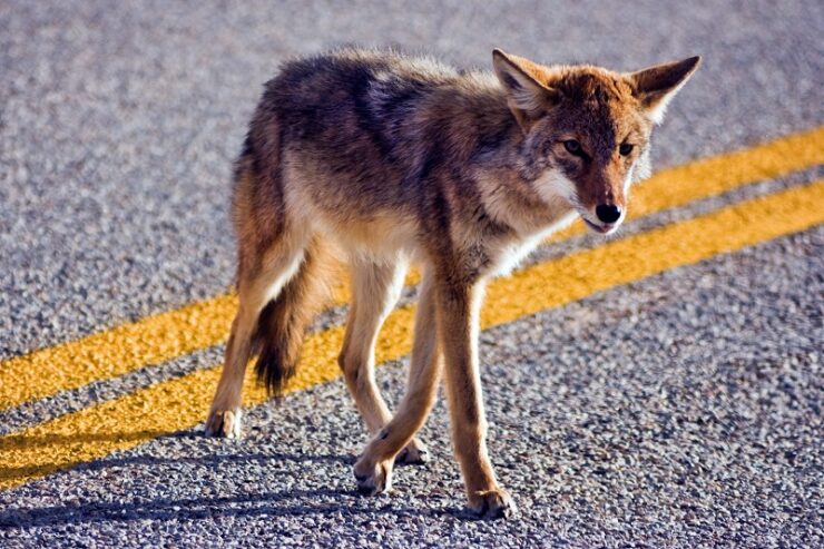 Coyote crossing road