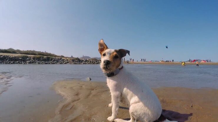Crissy Field Dog Park