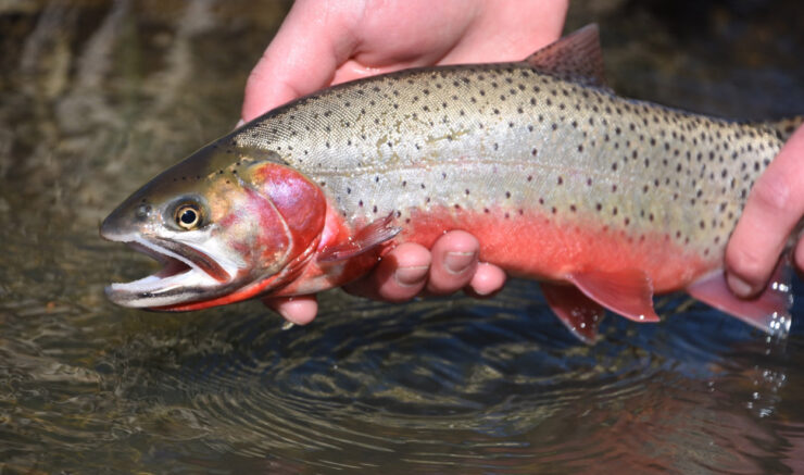 Cutthroat Trout