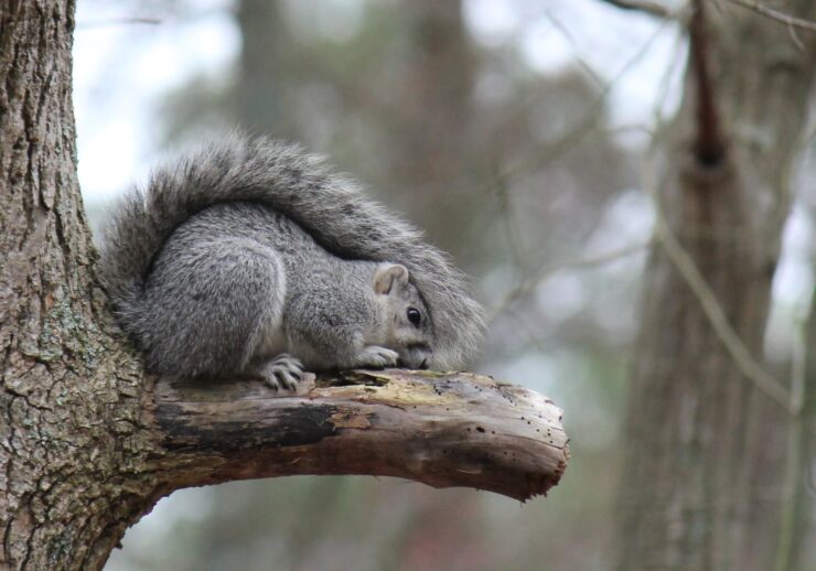Delmarva Peninsula Fox Squirrel