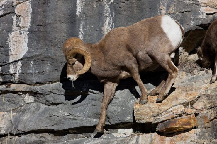 Desert Bighorn Sheep