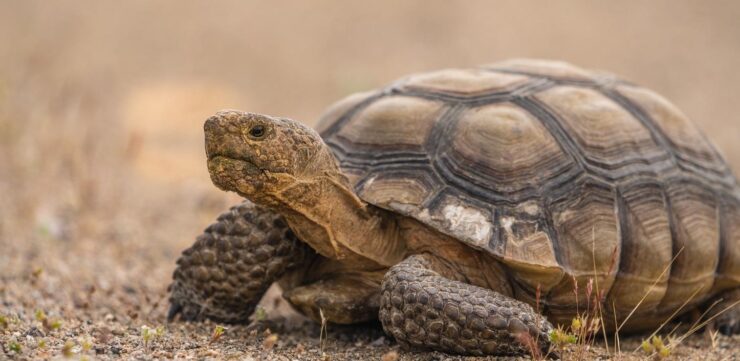 Desert Tortoise