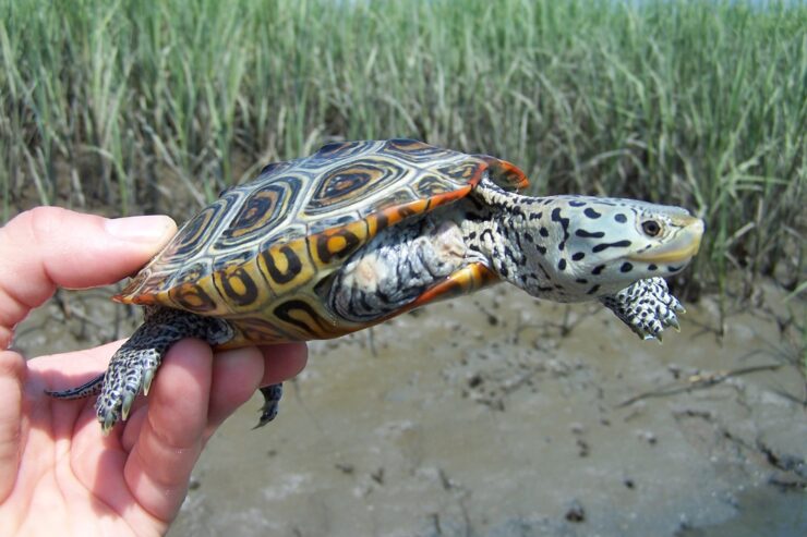 Diamondback Terrapin
