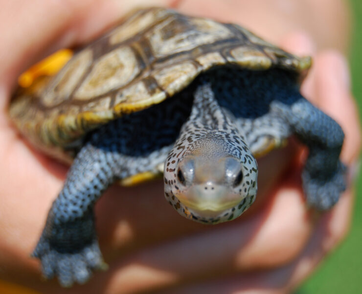 Diamondback Terrapins