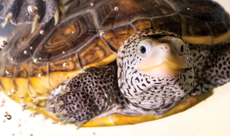 Diamondback Terrapins