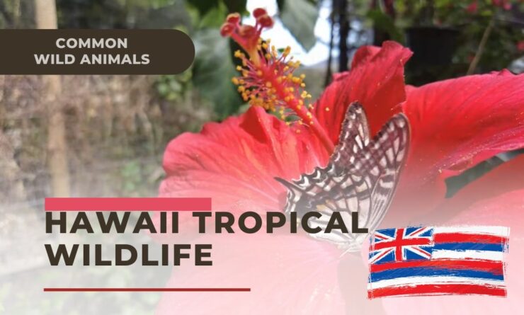 Discover the Wildlife of Hawaii