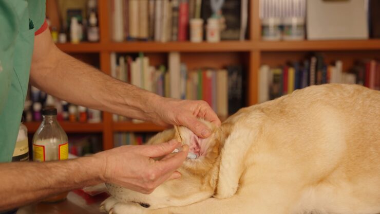 Dog Ear Infection Treated With Natural Remedies