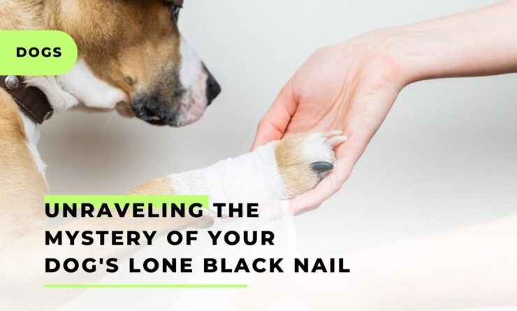 Dogs Black Nail