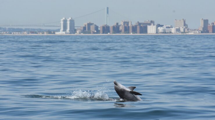 Dolphin