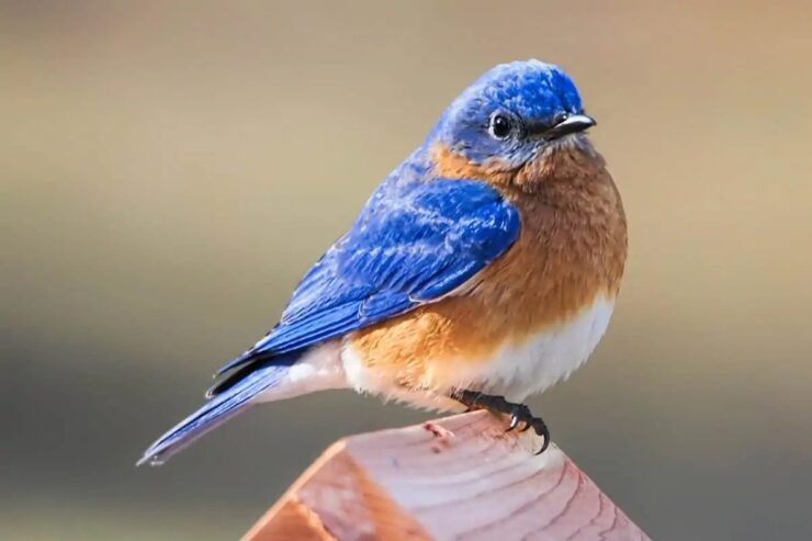 Eastern Bluebird in Missouri