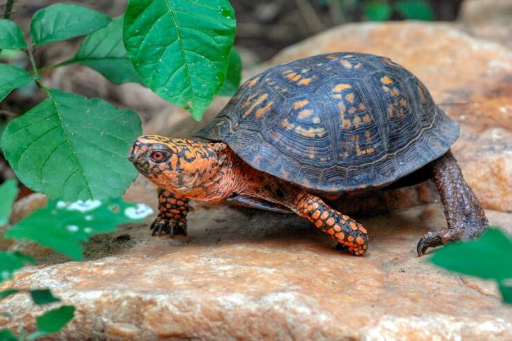 Eastern Box Turtle