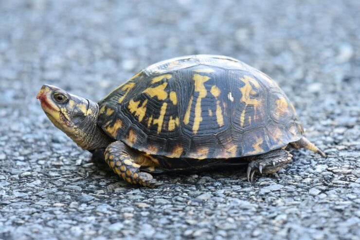 Eastern Box Turtle - Explore the Massachusetts Wild Wonders