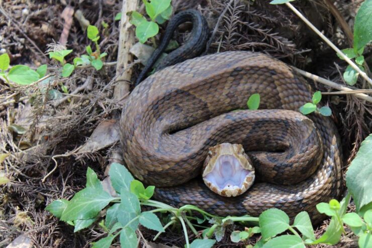 Eastern Cottonmouth