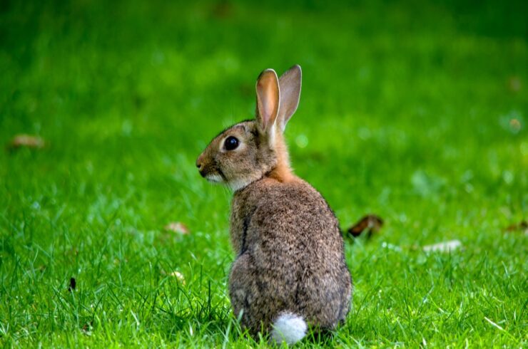 Eastern Cottontail Rabbit