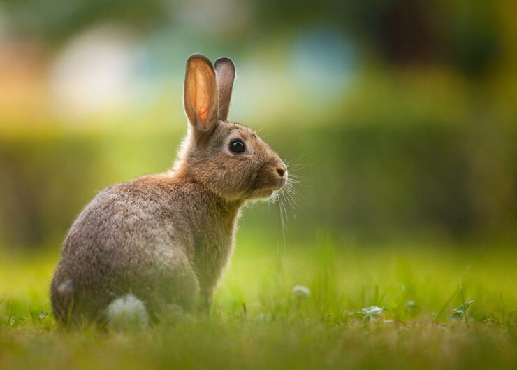 Eastern Cottontail Rabbit Arkansas