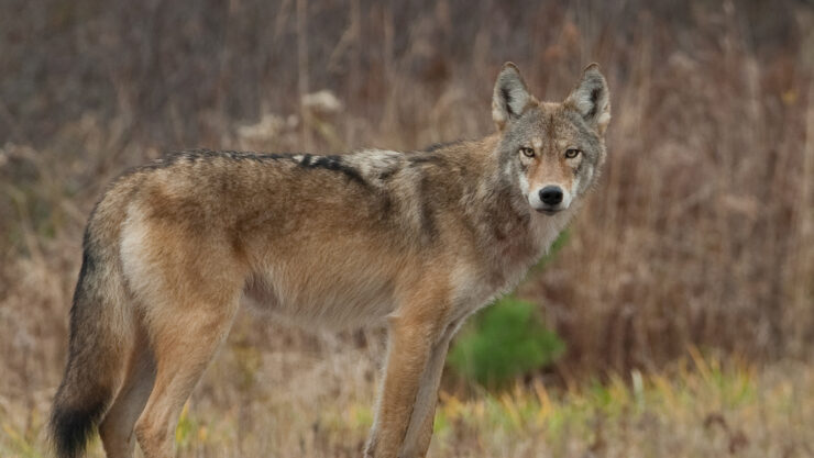 Eastern Coyote