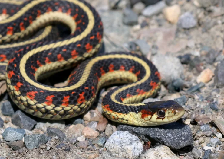 Eastern Garter Snake