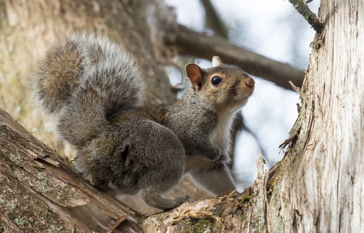 Cute Grey Squirrel with a long bushy tail