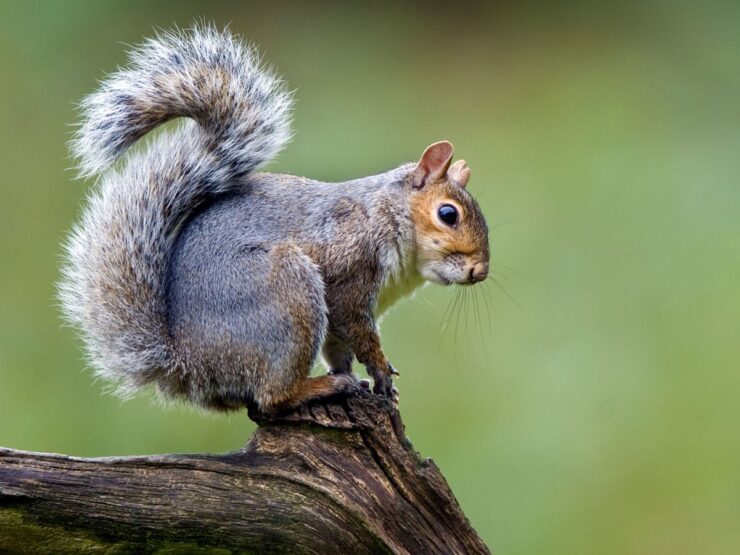 Eastern Gray Squirrels in Boston