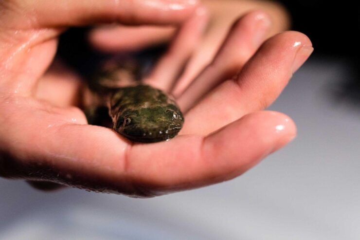 Eastern Hellbender in Missouri