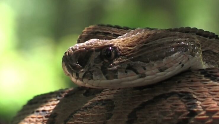 Eastern Massasauga