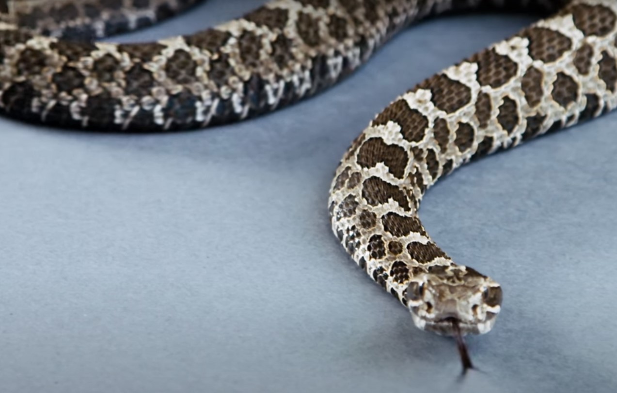 Eastern Massasauga