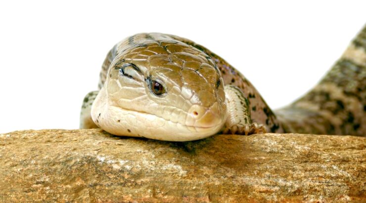 Eastern Massasauga